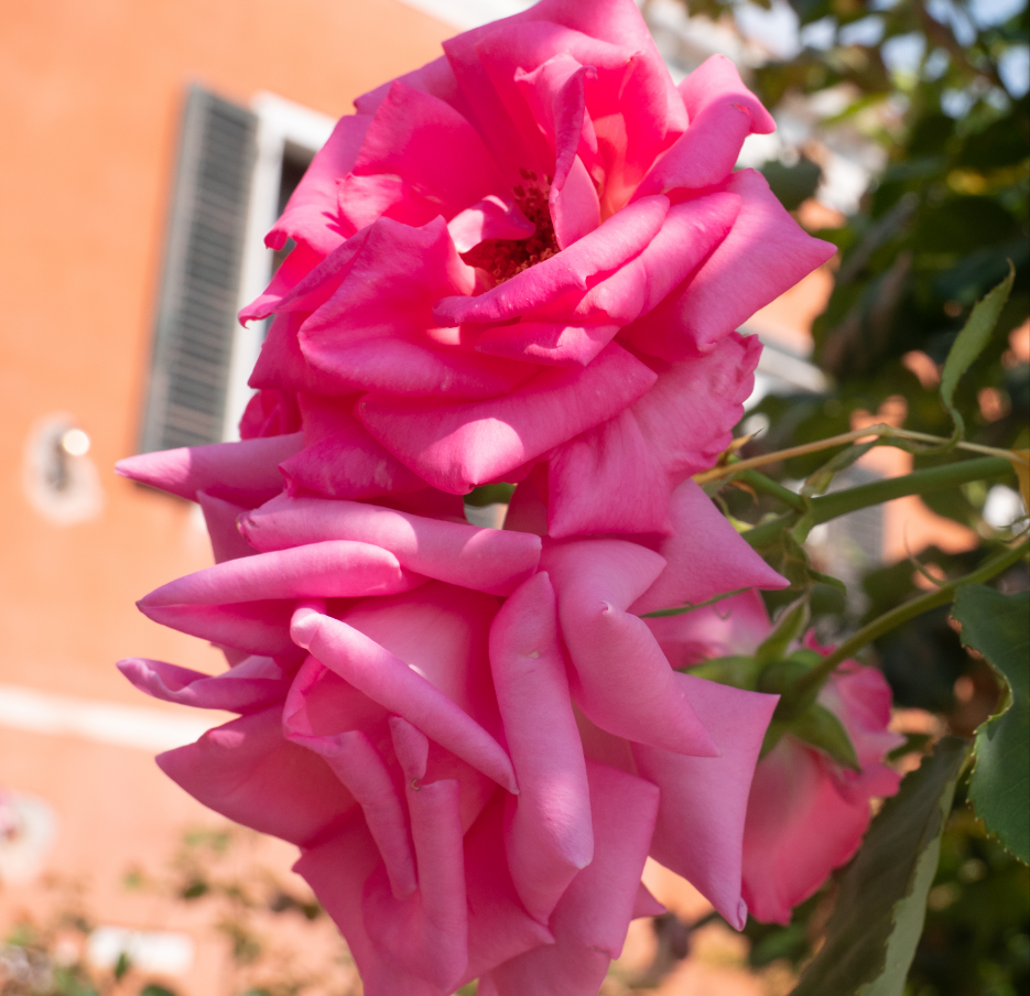 Rose Di San Lazzaro: Eau De Parfum