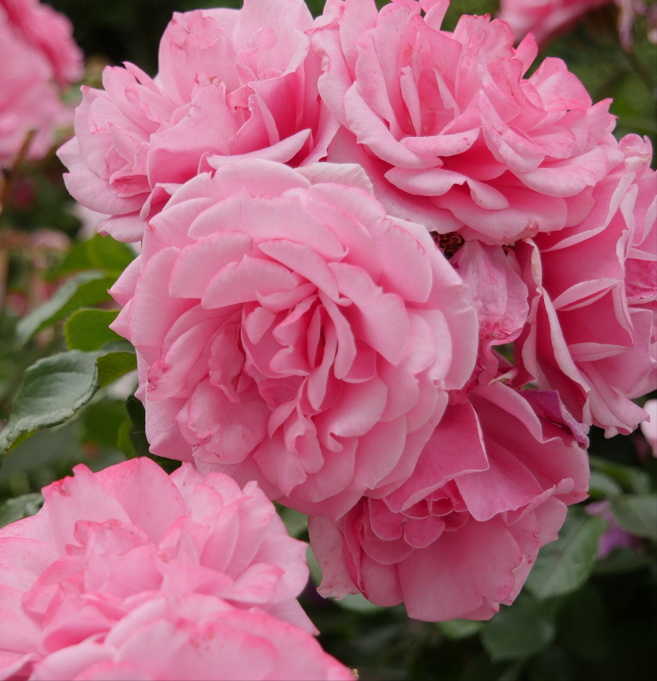 Rose di San Lazzaro Candle