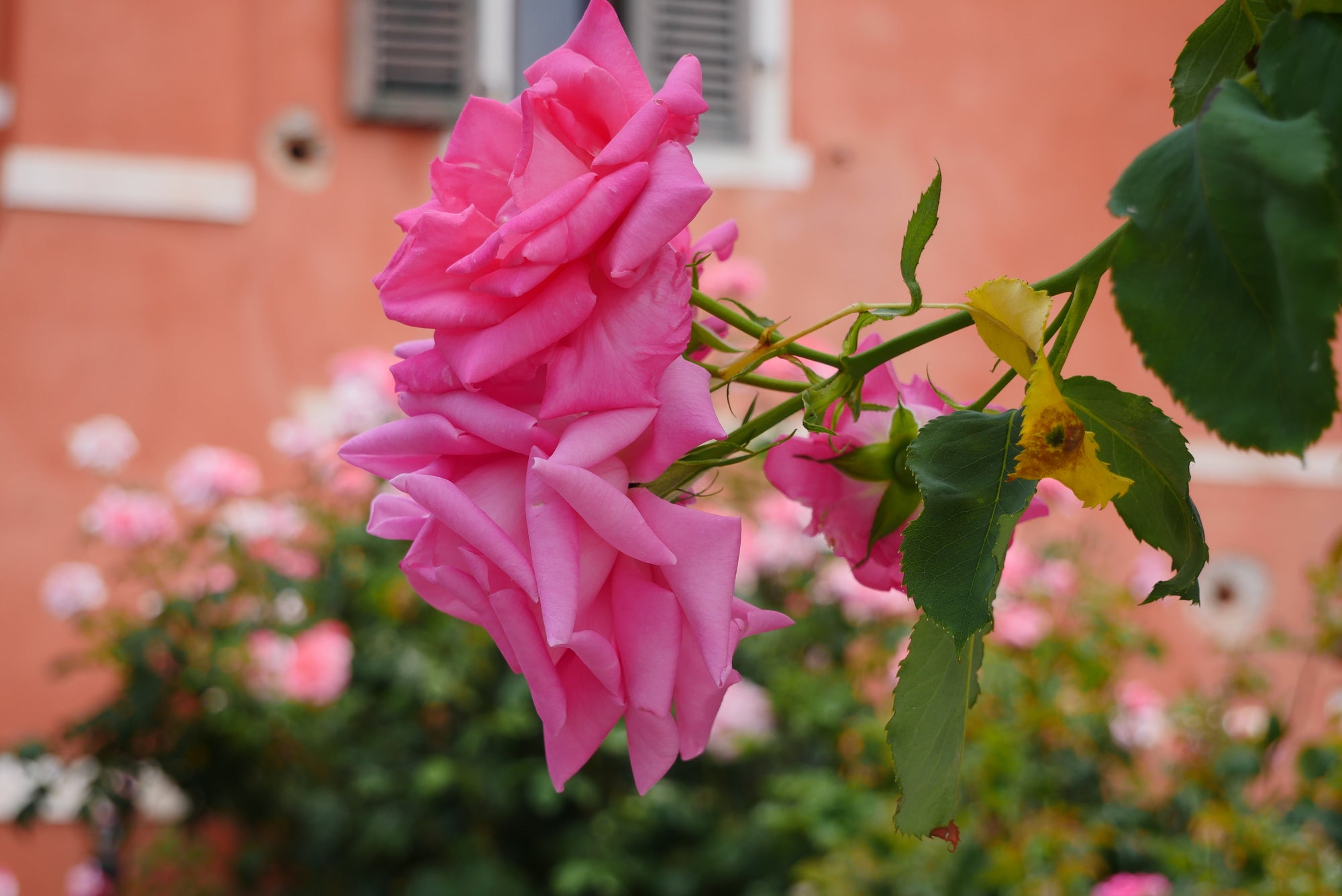 Rose di San Lazzaro Candle