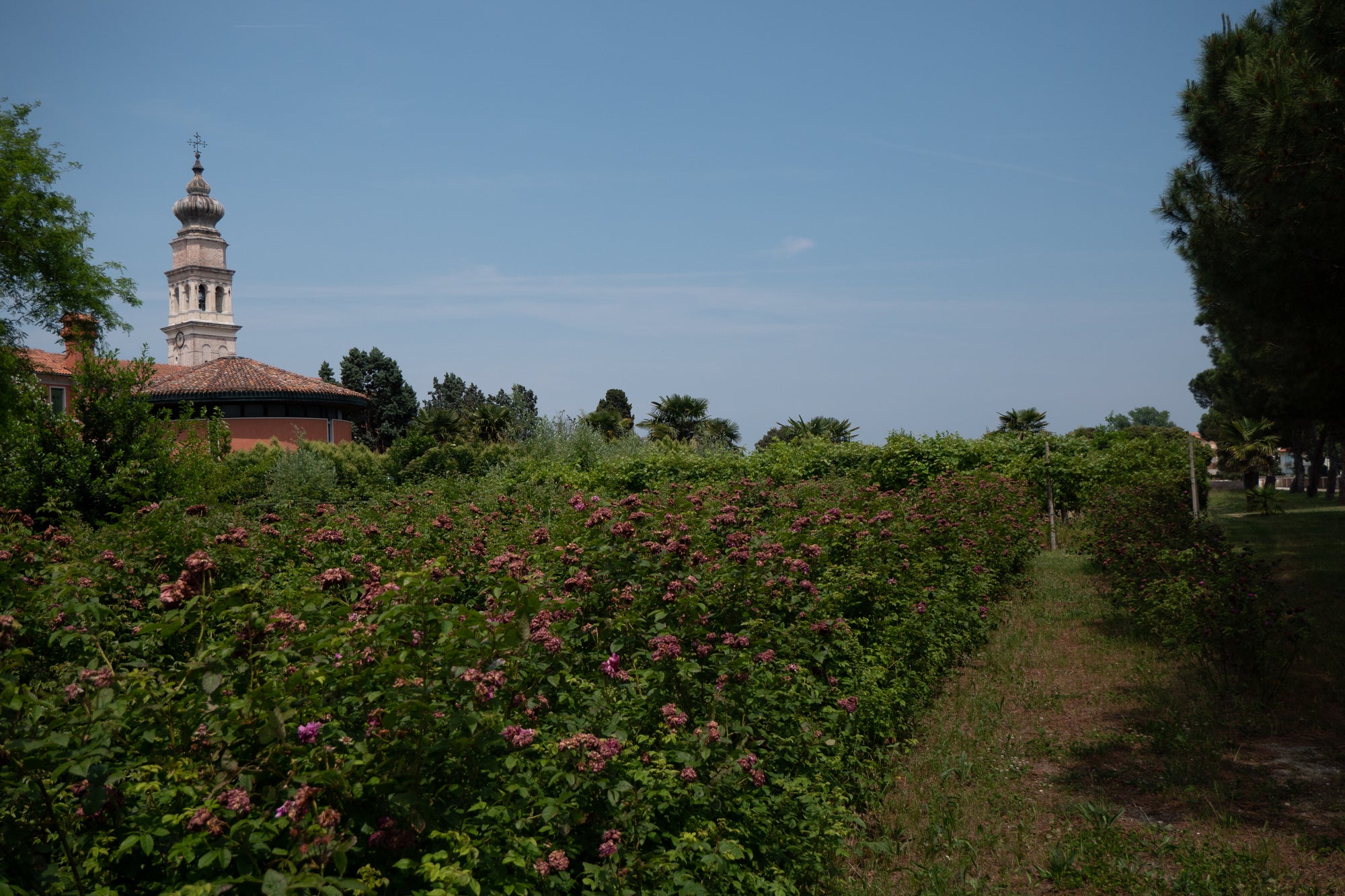 Rose di San Lazzaro Candle
