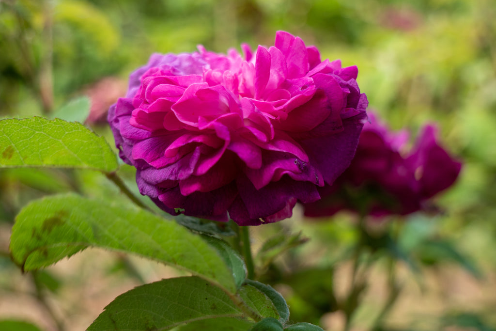 Rose di San Lazzaro Candle