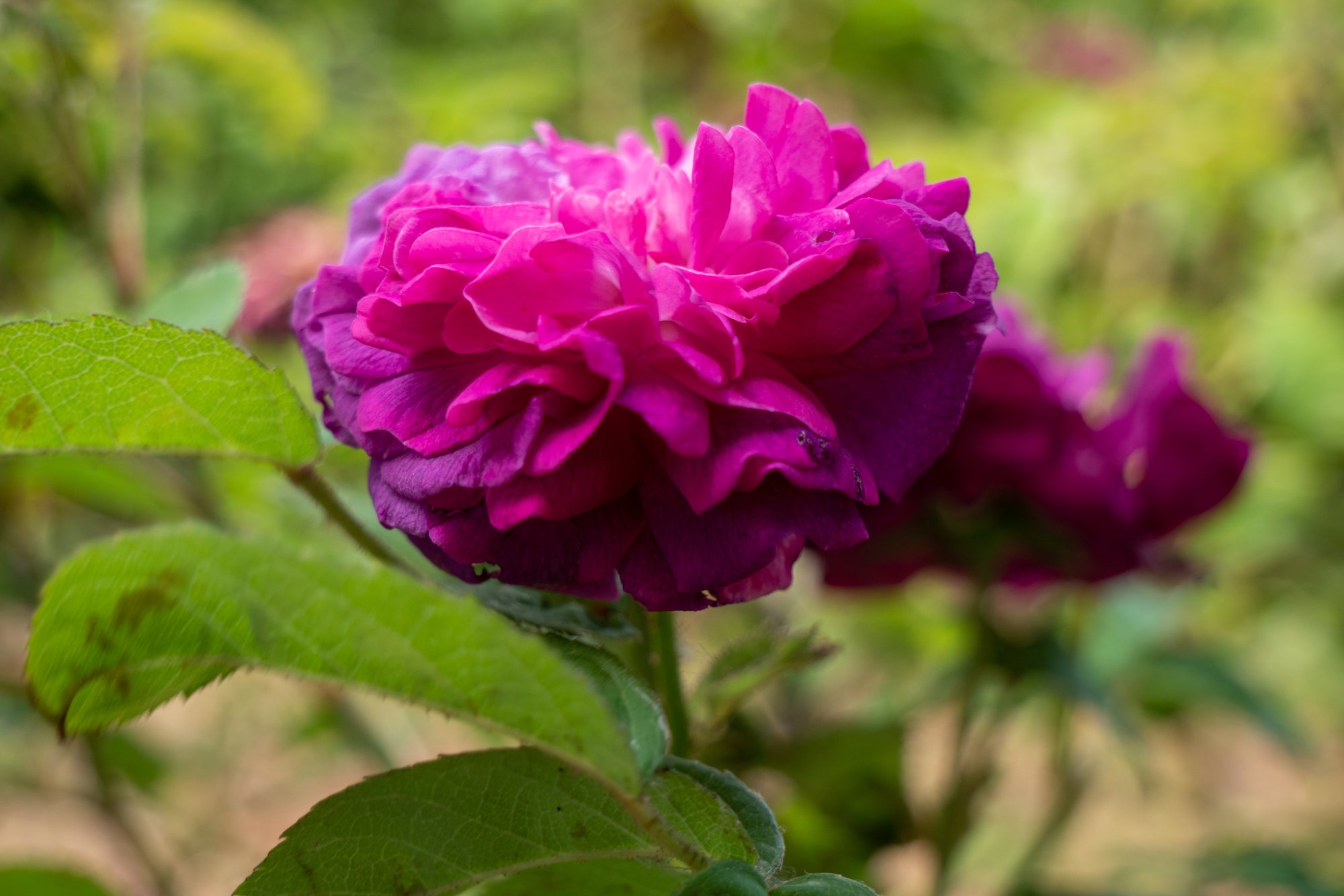 Rose di San Lazzaro Candle