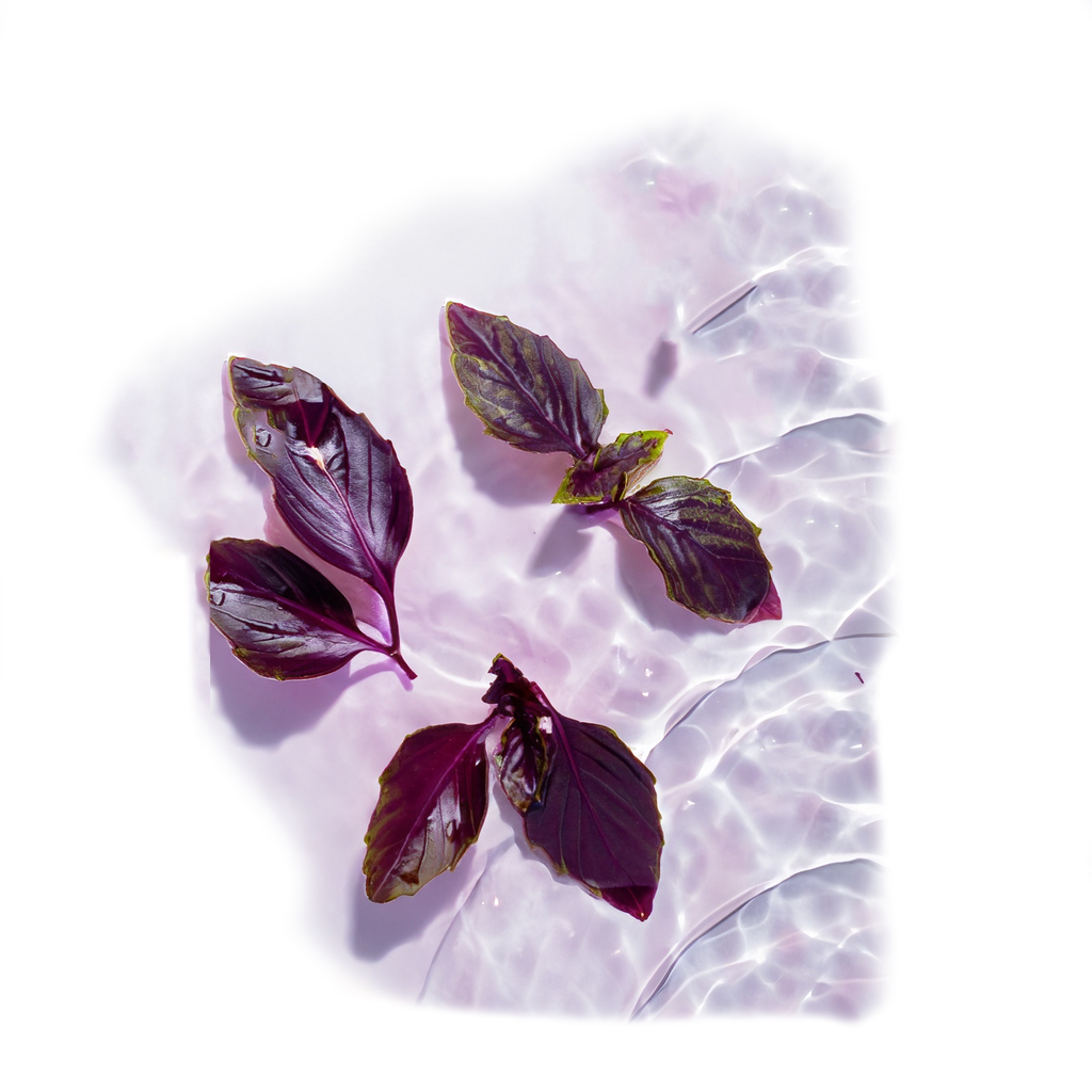 Purple Basil Face Toner